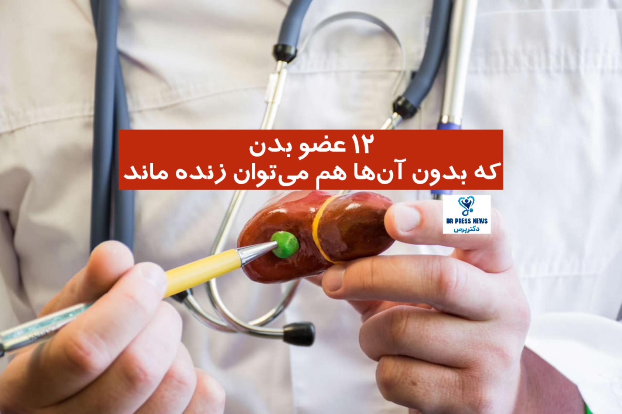 12 عضو بدن که بدون آن‌ها می‌توان زندگی کرد