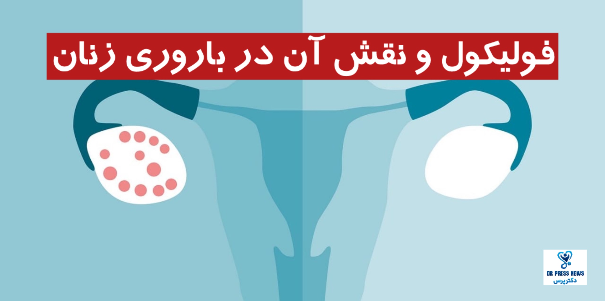 همه چیز درباره فولیکول و نقش آن در باروری زنان
